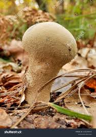 Attēlu rezultāti vaicājumam “Calvatia excipuliformis”