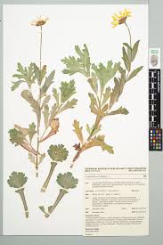 Image result for Chrysanthemum segetum