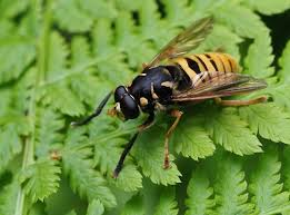 Attēlu rezultāti vaicājumam “Temnostoma vespiforme”