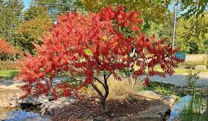 Attēlu rezultāti vaicājumam “Diderma tigrinum stalked”