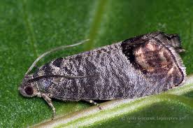 Attēlu rezultāti vaicājumam “Cydia pomonella”