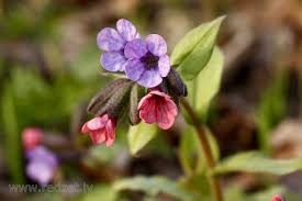 Attēlu rezultāti vaicājumam “Pulmonaria obscura leaf”