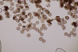 Attēlu rezultāti vaicājumam “Physarum album spores”