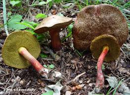 Attēlu rezultāti vaicājumam “Xerocomus chrysenteron”