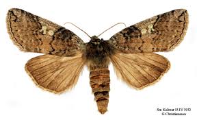 Attēlu rezultāti vaicājumam “Tethea or”