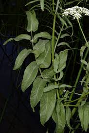 Attēlu rezultāti vaicājumam “Sium latifolium”