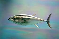 Image result for Thunnus thynnus