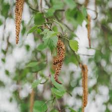 Attēlu rezultāti vaicājumam “Betula pubescens flower”