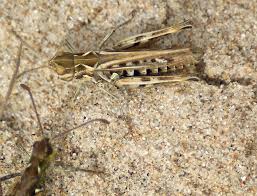 Attēlu rezultāti vaicājumam “Myrmeleotettix maculatus”