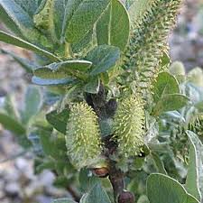 Attēlu rezultāti vaicājumam “Salix lapponum leaf”
