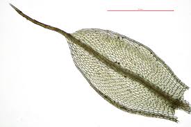 Attēlu rezultāti vaicājumam “Bryum moravicum”