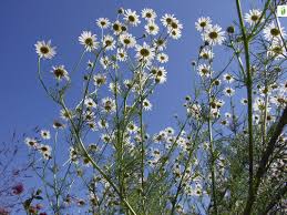 Attēlu rezultāti vaicājumam “Tripleurospermum inodorum flower”