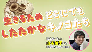 「日本語圏内検索公害」的圖片搜尋結果