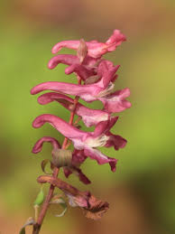 Attēlu rezultāti vaicājumam “Corydalis cava”