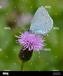 Attēlu rezultāti vaicājumam “Celastrina argiolus male”