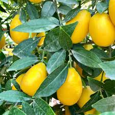 Attēlu rezultāti vaicājumam “Linum catharticum fruit”