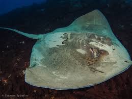 Image result for Bathytoshia centroura