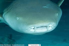 Image result for Nebrius ferrugineus