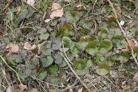 Attēlu rezultāti vaicājumam “Asarum europaeum leaf”