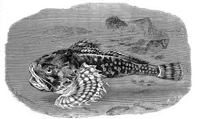 Image result for Myoxocephalus scorpius