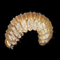 Attēlu rezultāti vaicājumam “Philopedon plagiatum”