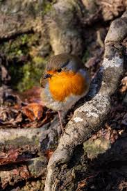 Attēlu rezultāti vaicājumam “Erithacus rubecula juvenile”