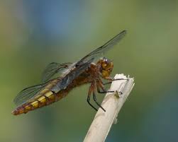 Attēlu rezultāti vaicājumam “Libellula depressa female”