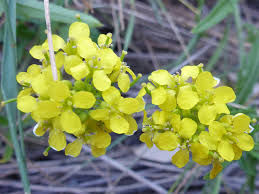 Attēlu rezultāti vaicājumam “Sisymbrium volgense flower”