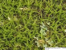 Attēlu rezultāti vaicājumam “Didymodon fallax var. brevifolius”