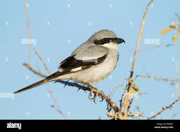Attēlu rezultāti vaicājumam “Lanius excubitor adult”