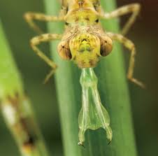 Attēlu rezultāti vaicājumam “Nymphalis xanthomelas larva”