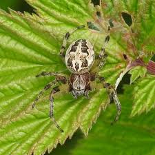 Attēlu rezultāti vaicājumam “Larinioides cornutus male”