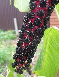 Attēlu rezultāti vaicājumam “Phytolacca acinosa fruit”
