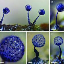Attēlu rezultāti vaicājumam “Cribraria rubiginosa spores”