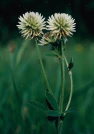 Attēlu rezultāti vaicājumam “Trifolium spadiceum fruit”