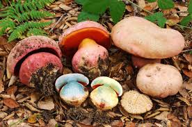 Attēlu rezultāti vaicājumam “Scardia boletella exuvia”