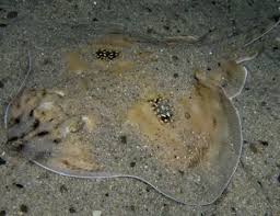 Image result for Leucoraja