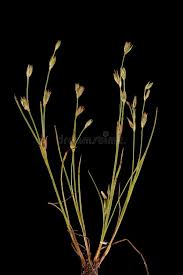 Attēlu rezultāti vaicājumam “Juncus bufonius fruit”
