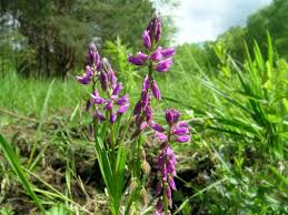 Attēlu rezultāti vaicājumam “Polygala comosa flower”