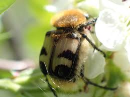 Attēlu rezultāti vaicājumam “Trichius fasciatus imago”