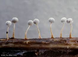 Attēlu rezultāti vaicājumam “Physarum penetrale spores”