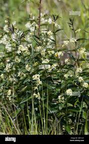 Attēlu rezultāti vaicājumam “Vincetoxicum hirundinaria leaf”