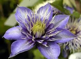 Image result for clematis multi blue