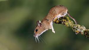 Attēlu rezultāti vaicājumam “Apodemus flavicollis”