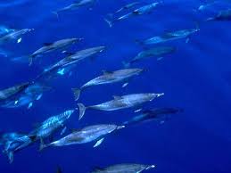 Image result for Stenella coeruleoalba