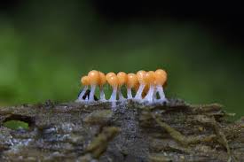 Attēlu rezultāti vaicājumam “Trichia sp.”