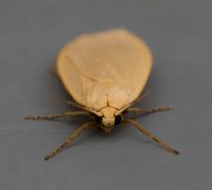 Attēlu rezultāti vaicājumam “Eilema griseola larva”