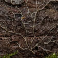Attēlu rezultāti vaicājumam “Physarum flavicomum stalked”