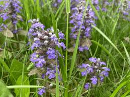 Attēlu rezultāti vaicājumam “Ajuga genevensis flower”