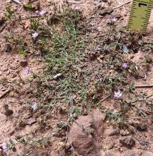 Attēlu rezultāti vaicājumam “Spergularia rubra”